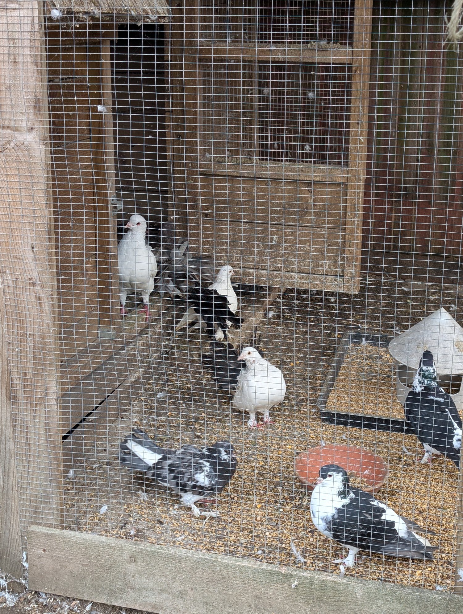 Fancy Pidgeons Mixed Variety - Pigeons