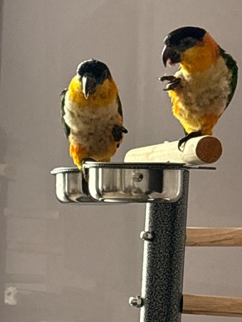 Pair of adorable loving Black headed Caiques sold as a pair 