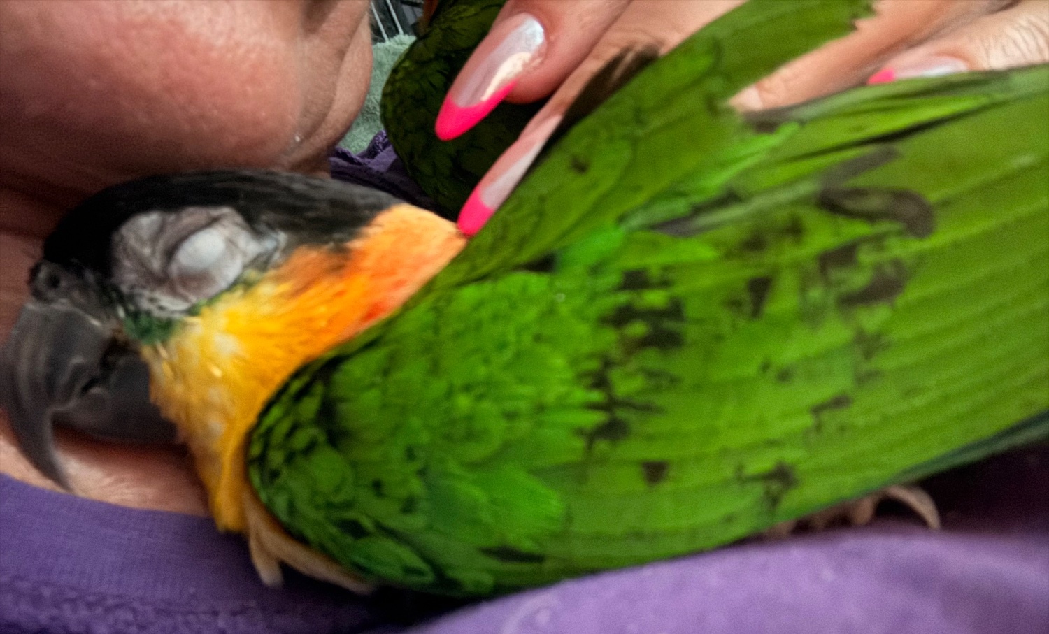 Other Parrots - Pair of adorable loving Black headed Caiques sold as a pair 