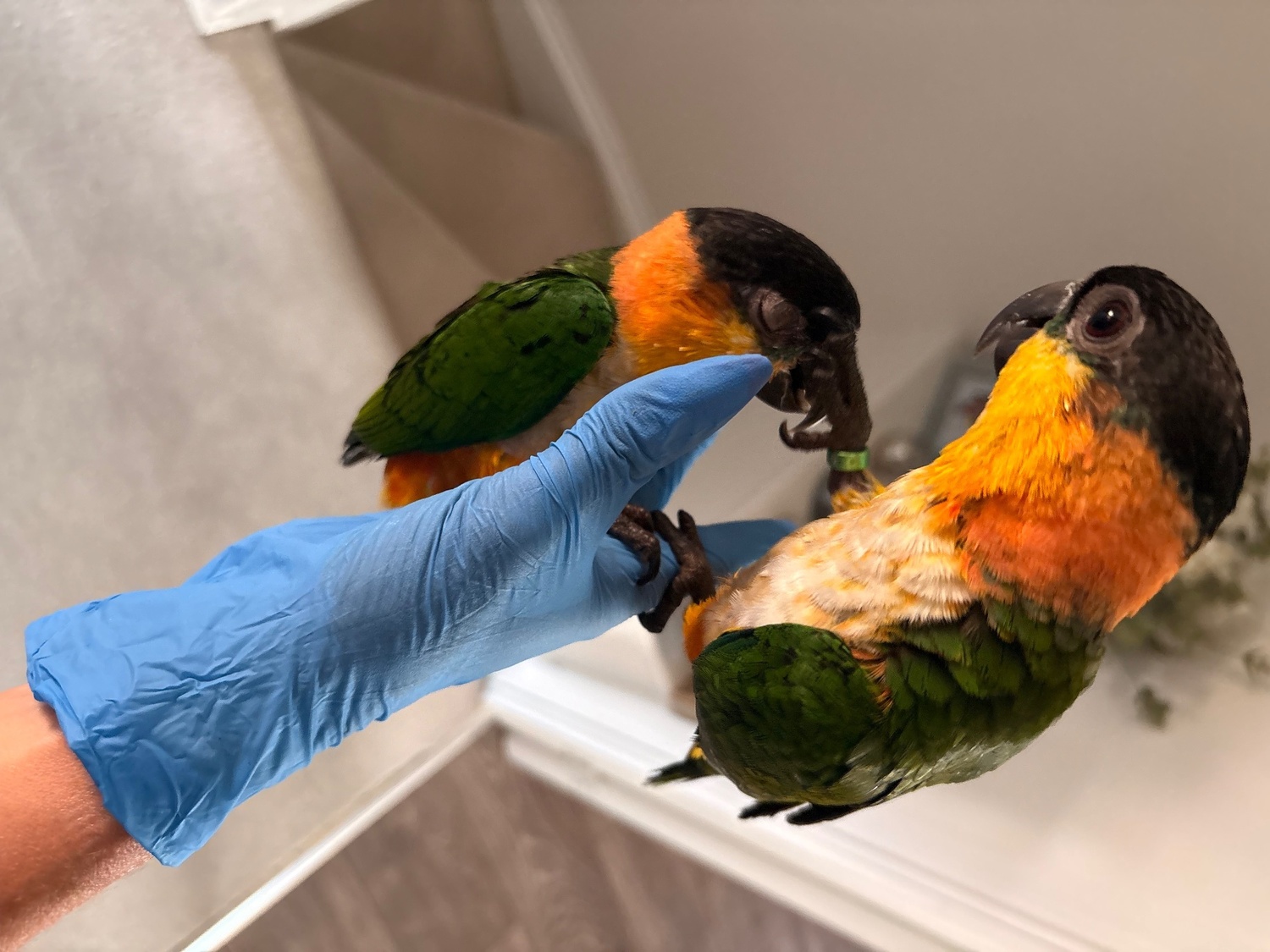 Other Parrots - {TYPE}