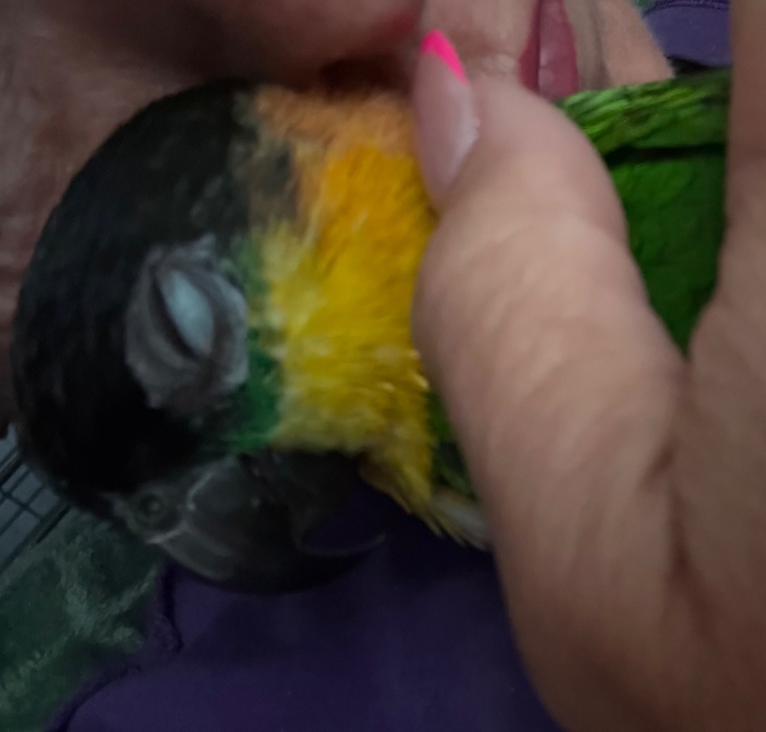 Pair of adorable loving Black headed Caiques sold as a pair  - Other Parrots