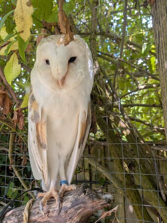 Free to experienced home ,male barn owl 17 years old,with owl house 