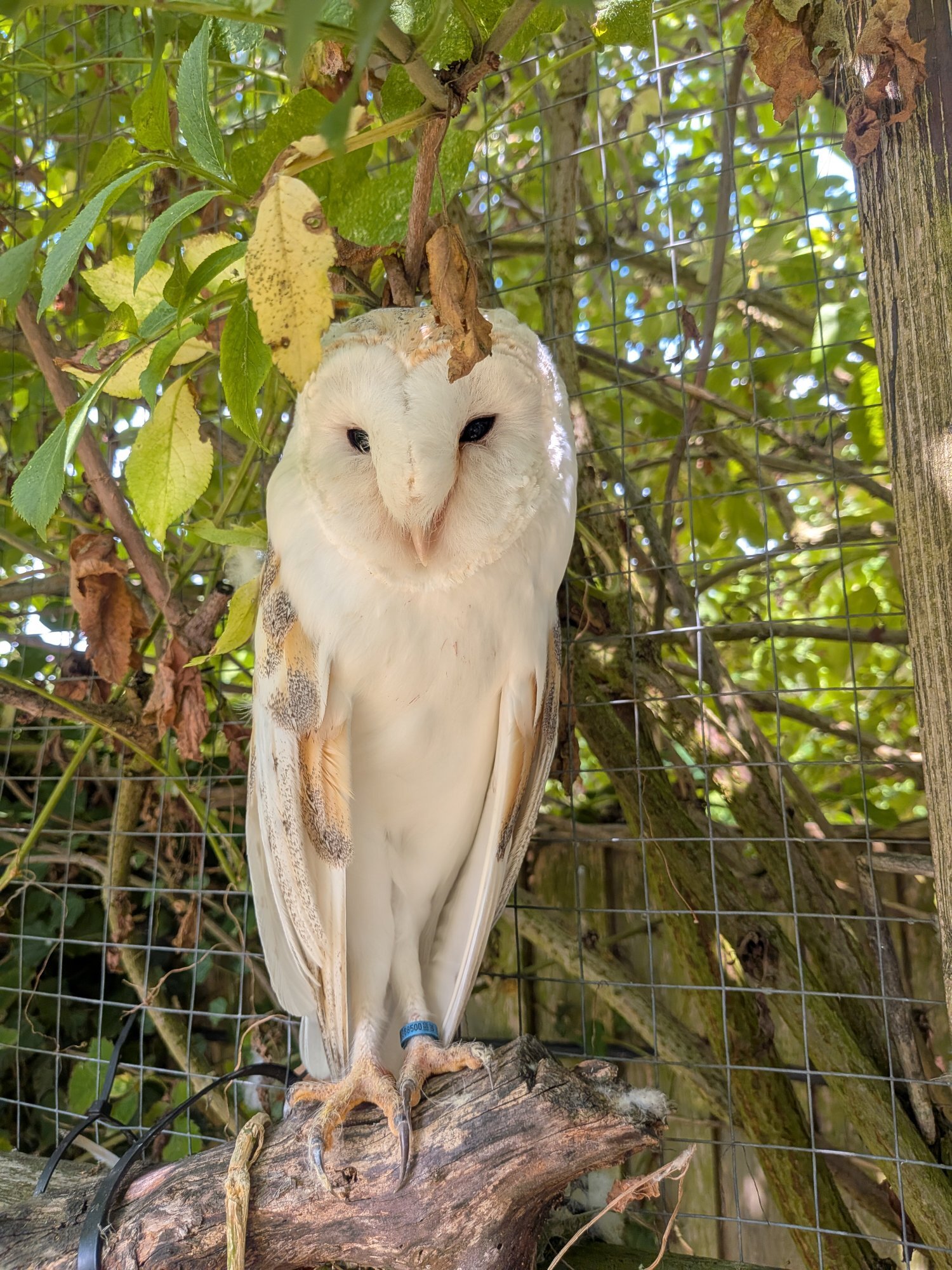 Owls