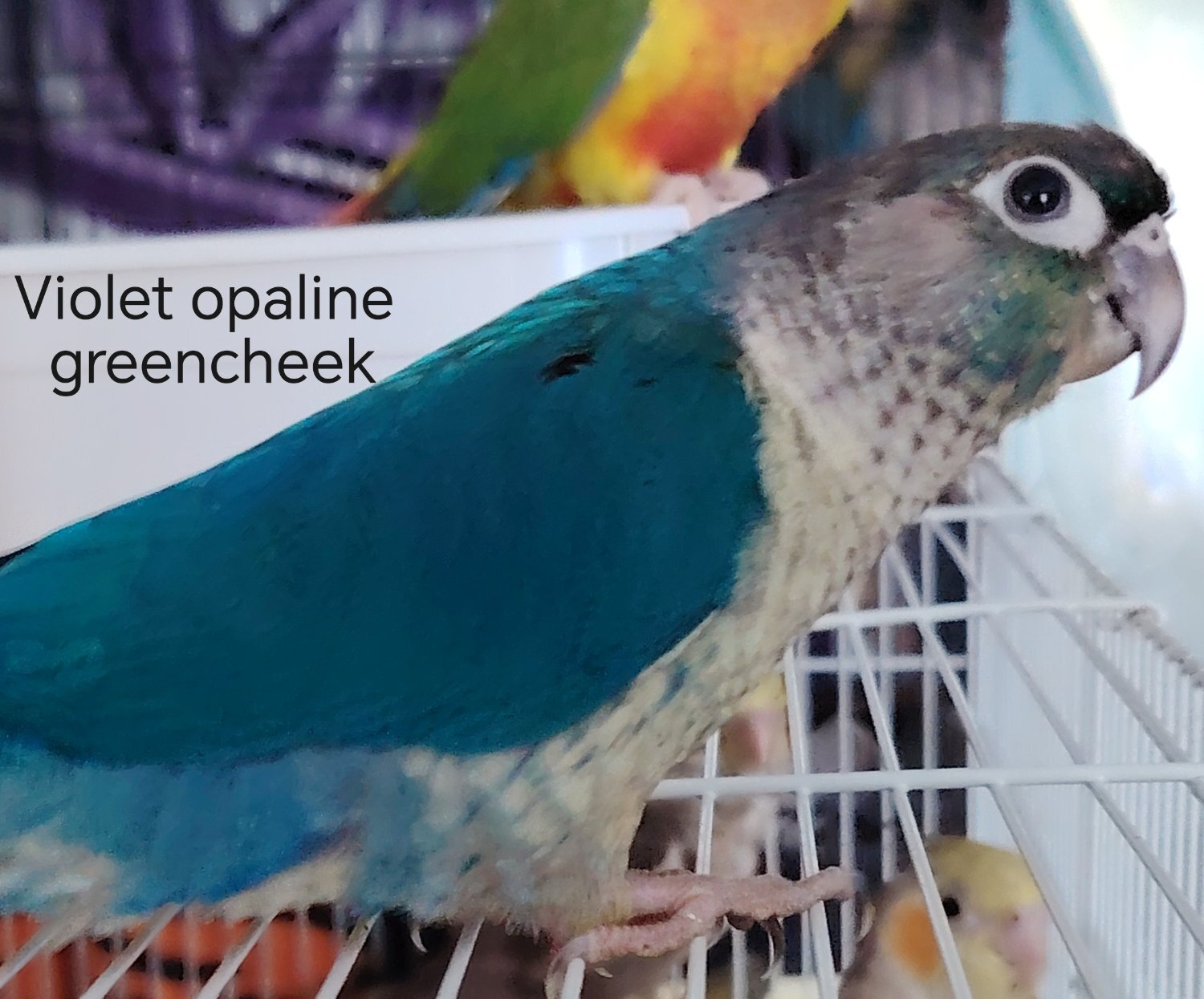Hand reared cockatiels, green cheek conures cinnamon violet red pineapple budgie in {LOCATION}
