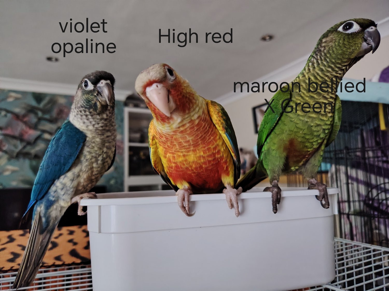 Conures