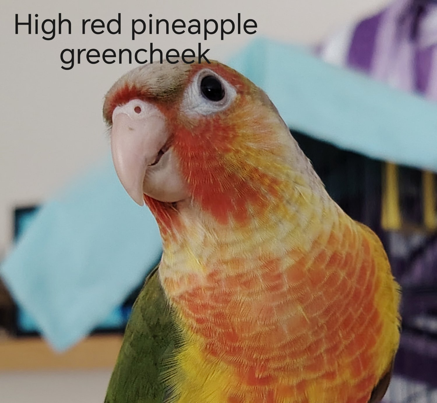 Conures - {TYPE}