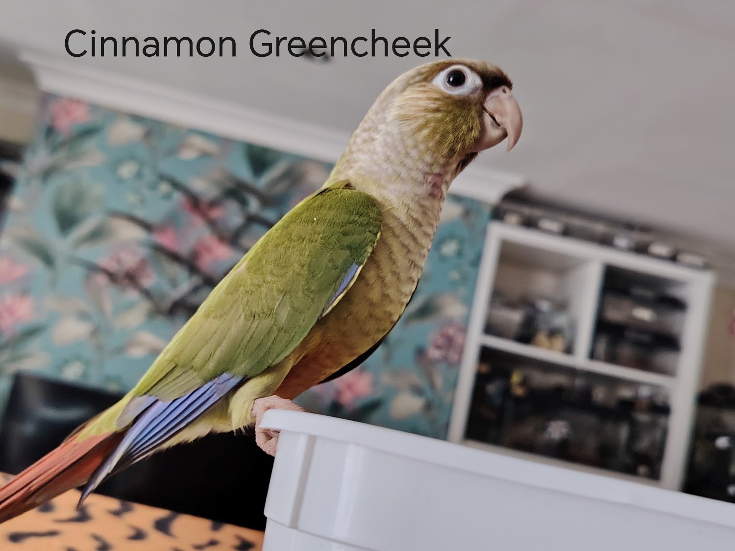 Hand reared cockatiels, green cheek conures cinnamon violet red pineapple budgie - Conures