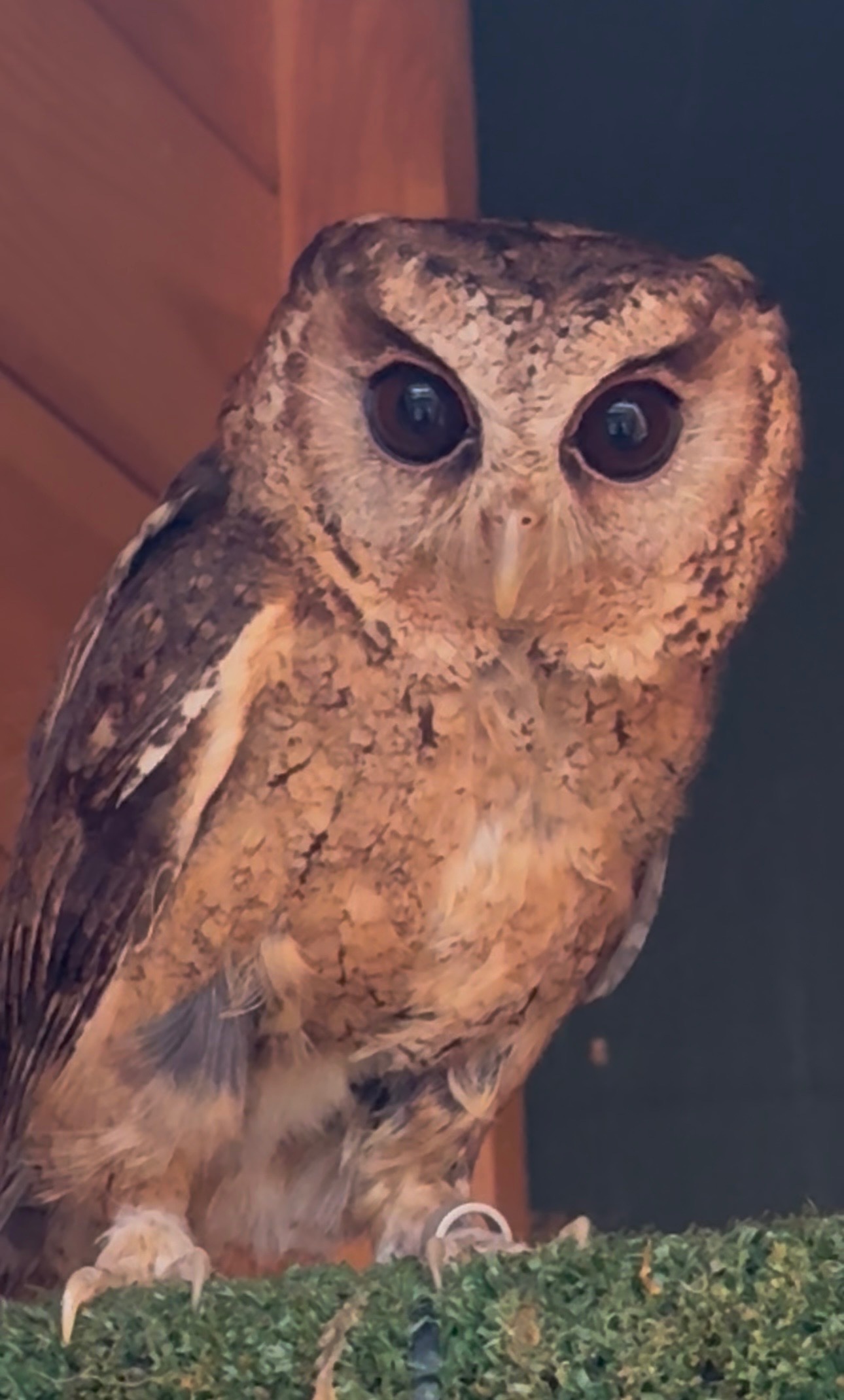 Owls