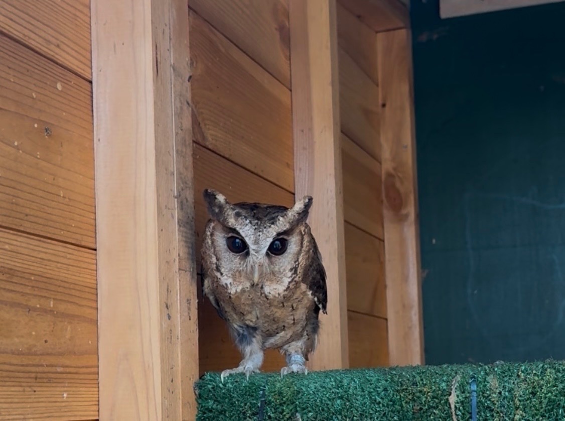 Owls - {TYPE}