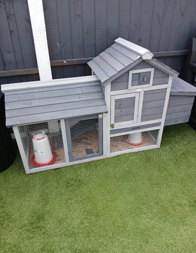 Chickens