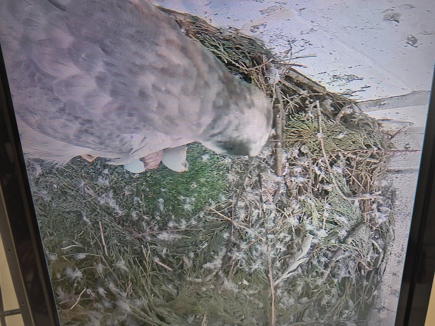 Hawks - 3 quarter albidus goshawk and 50x50 albidus chick's for sale ready early June 