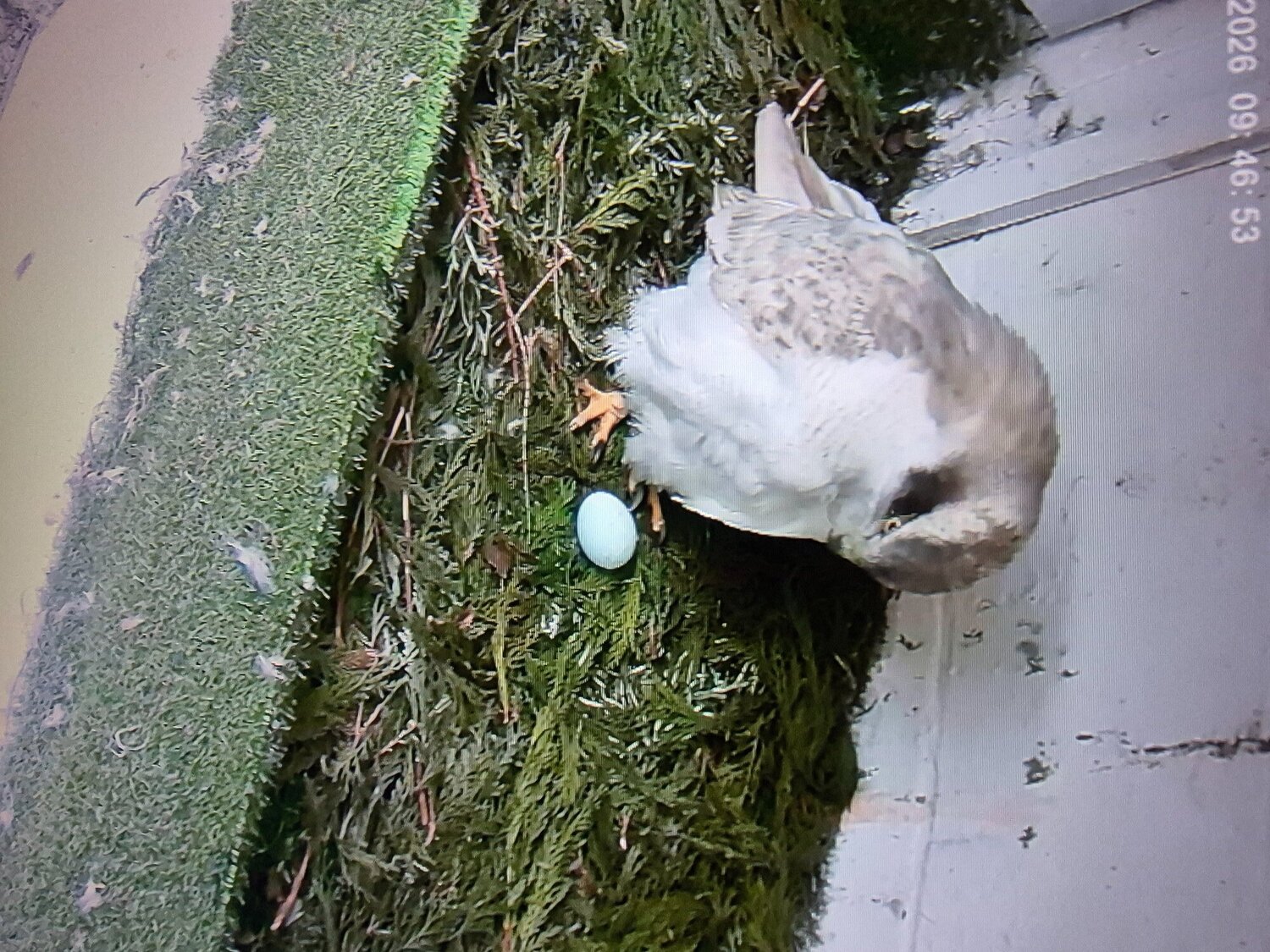3 quarter albidus goshawk and 50x50 albidus chick's for sale ready early June  - Hawks