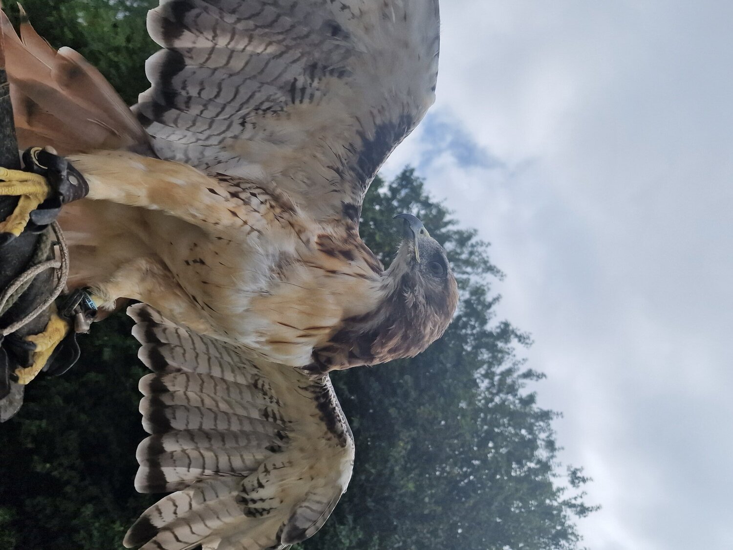 Buzzards
