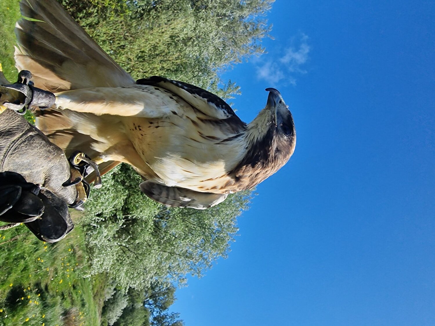 Buzzards - Bird is now sold 