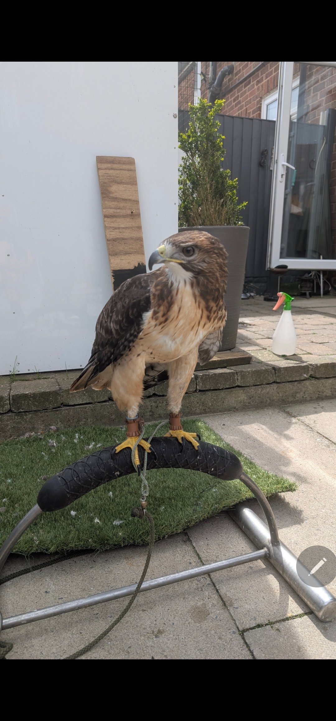 Bird is now sold  - Buzzards