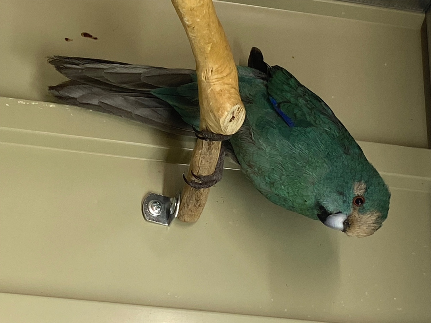 Blue kakarikis breeding pair in {LOCATION}