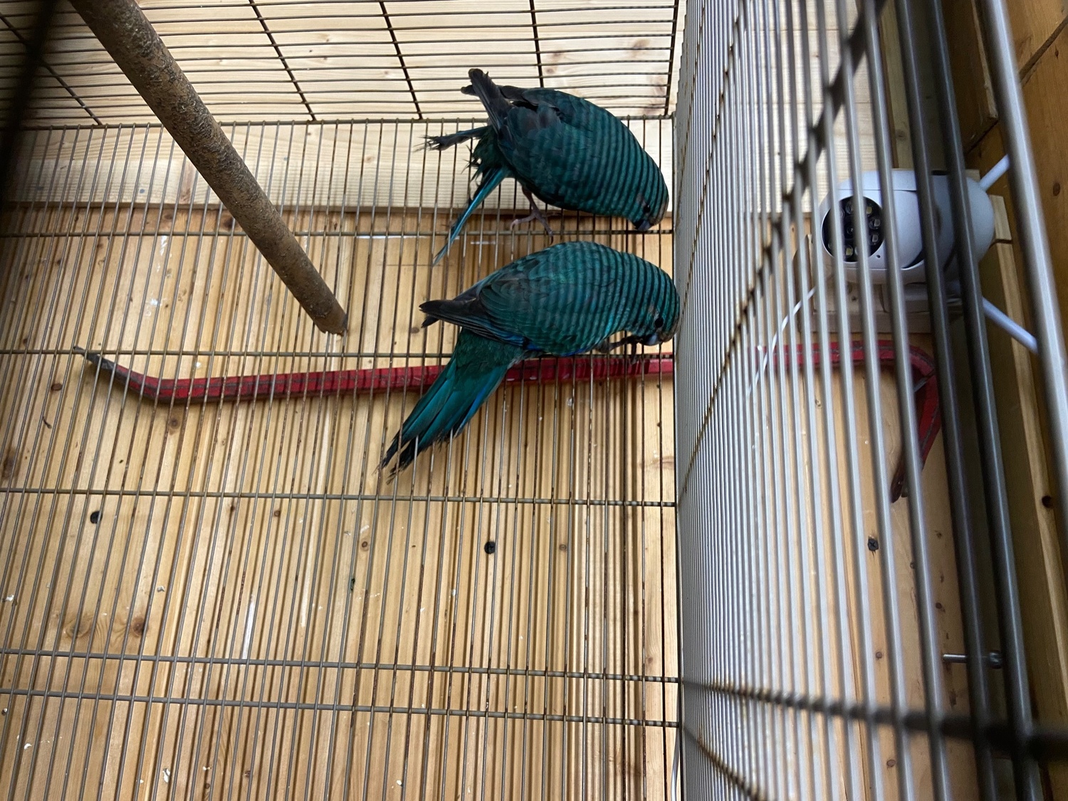 Kakarikis