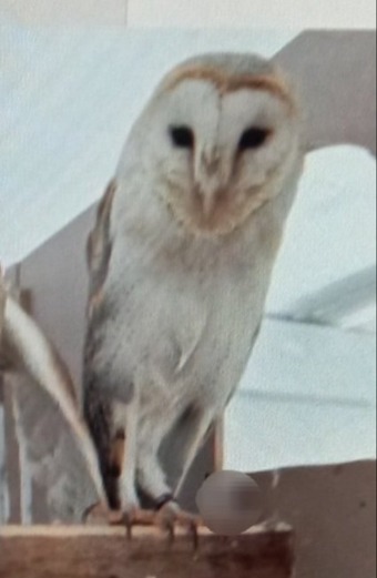  Female barn owl