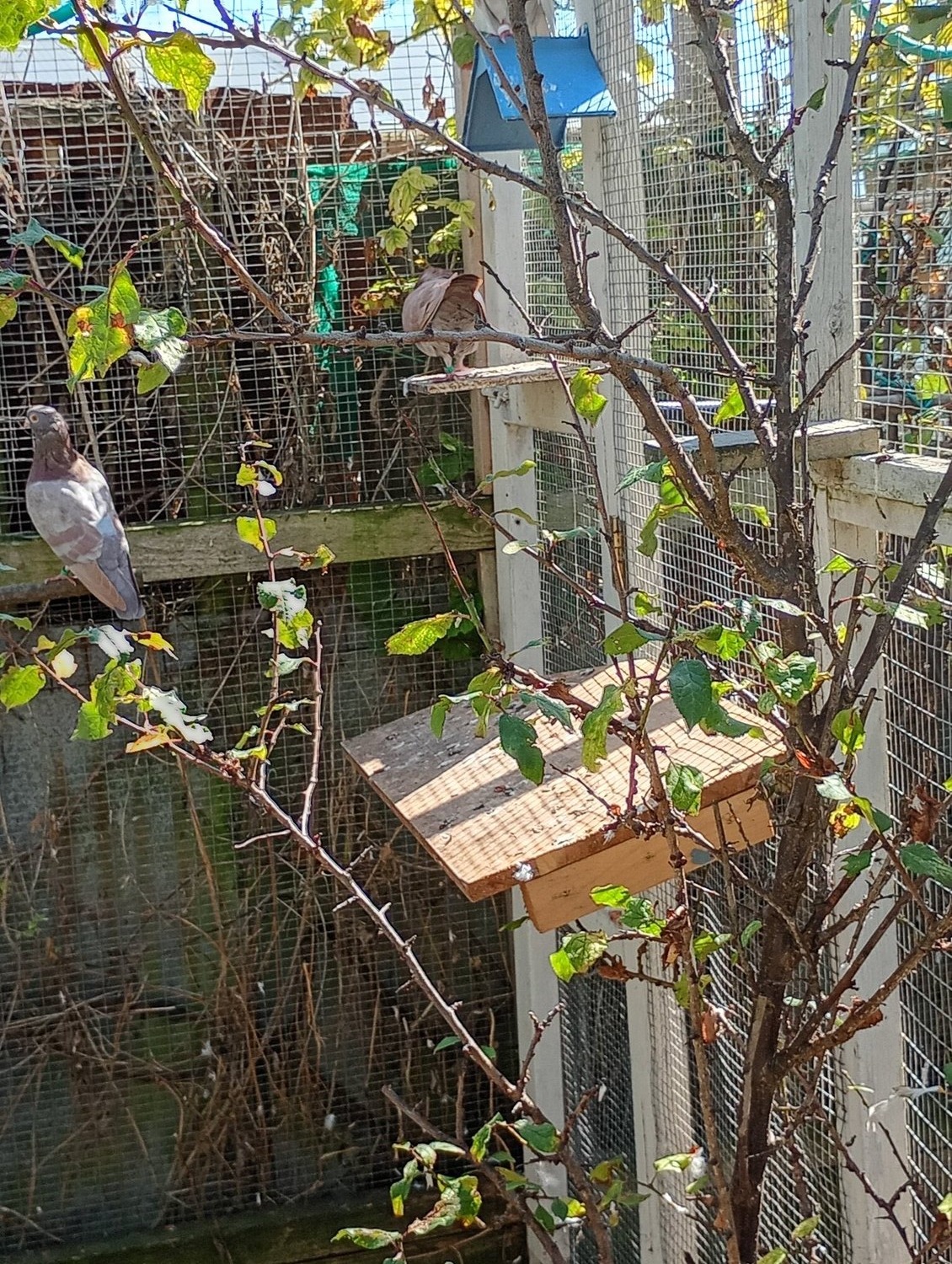 Pigeons