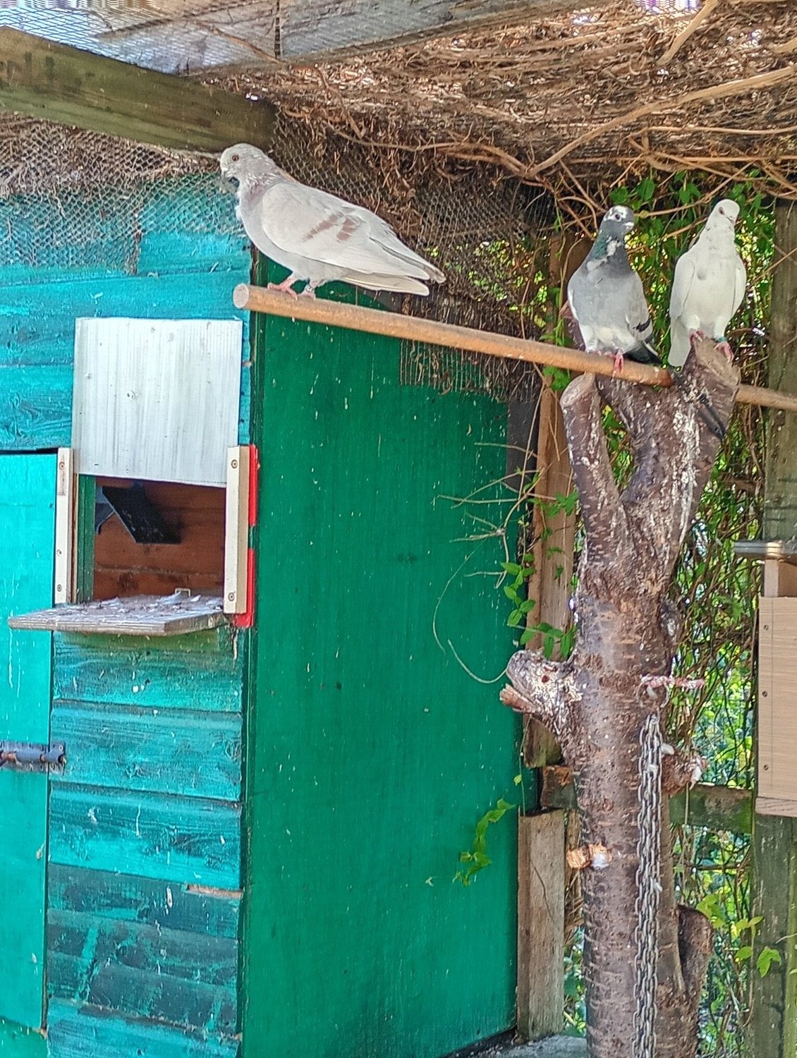 Pigeons - {TYPE}
