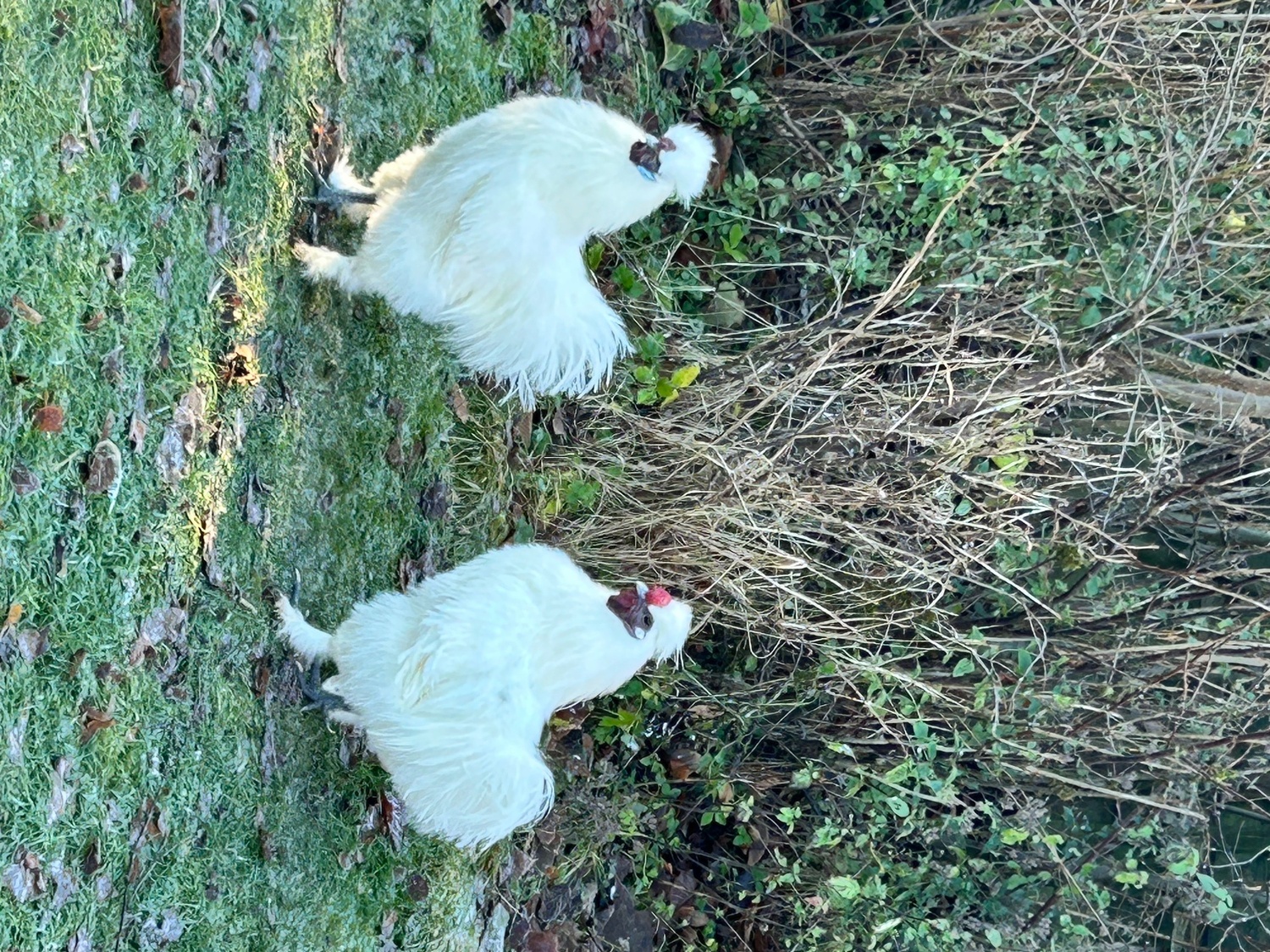 Other Poultry