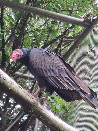 Male parent read Turkey vulture