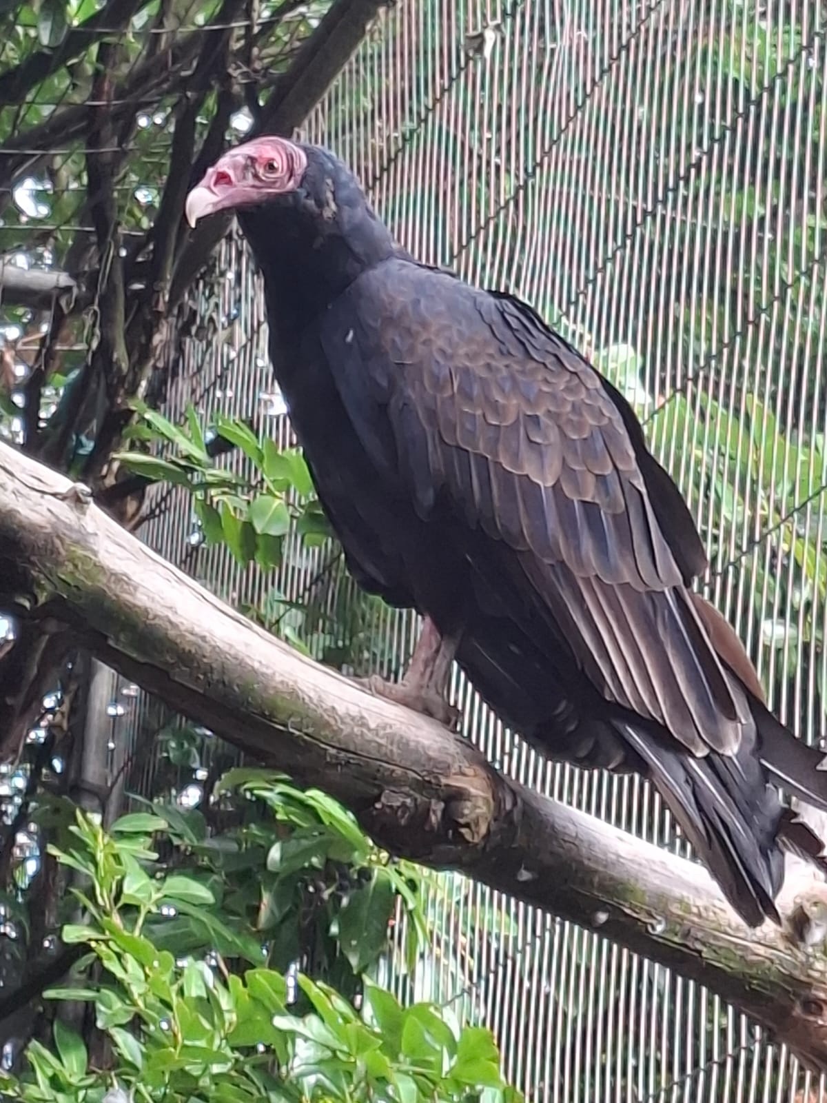 Vultures