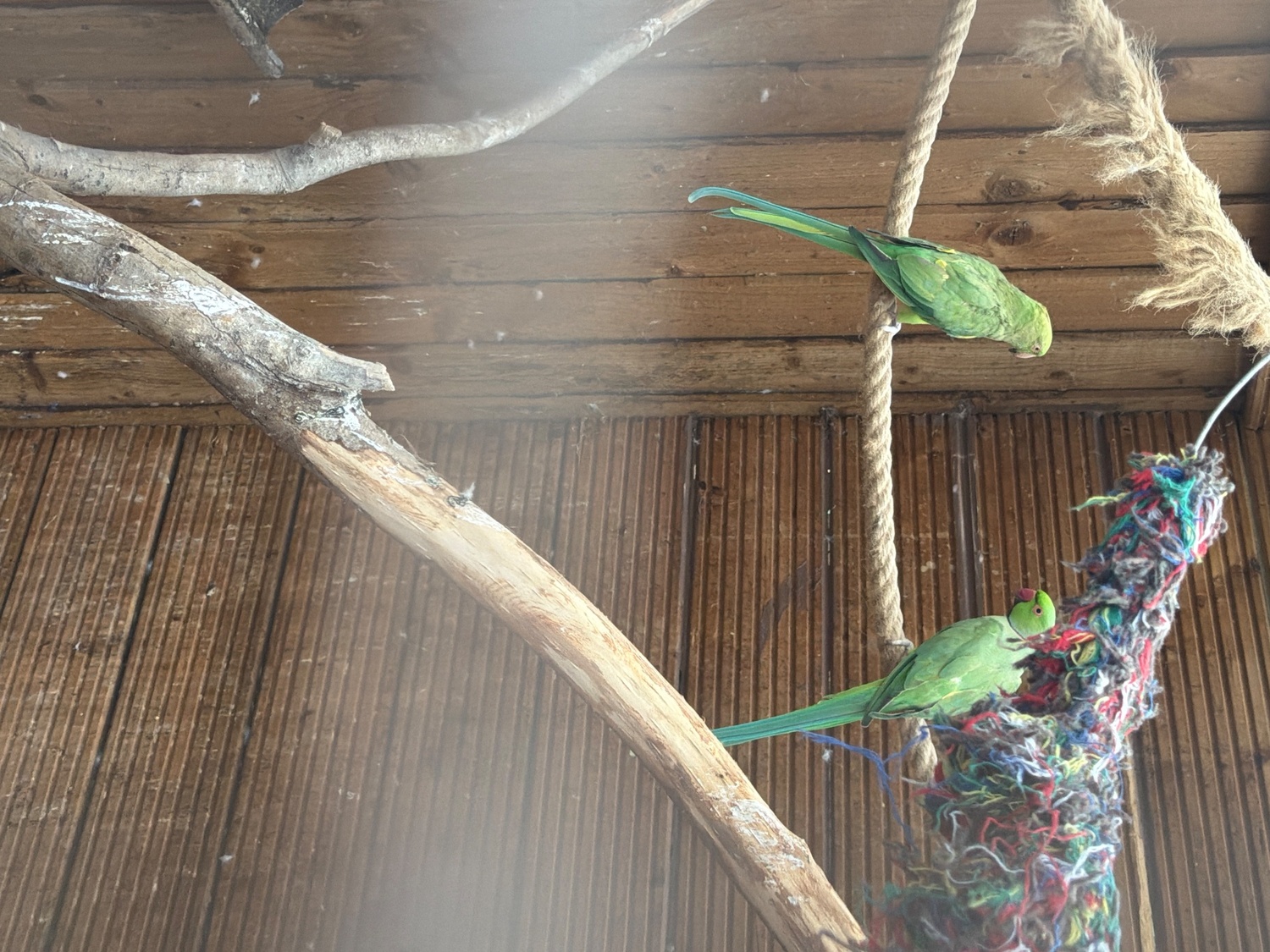 Pair of green and a male violet parakeets  in {LOCATION}