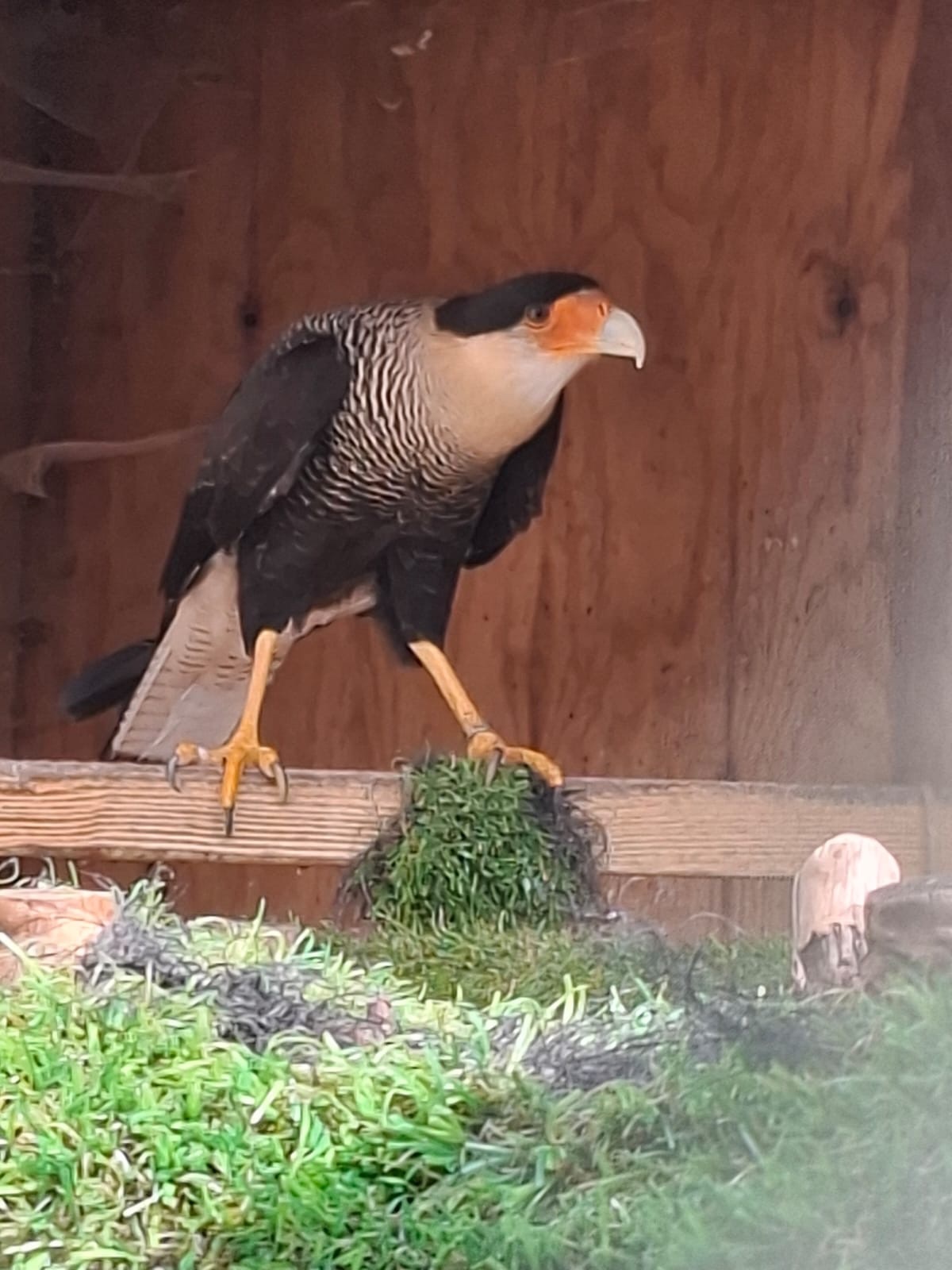 Male crested caracara in {LOCATION}