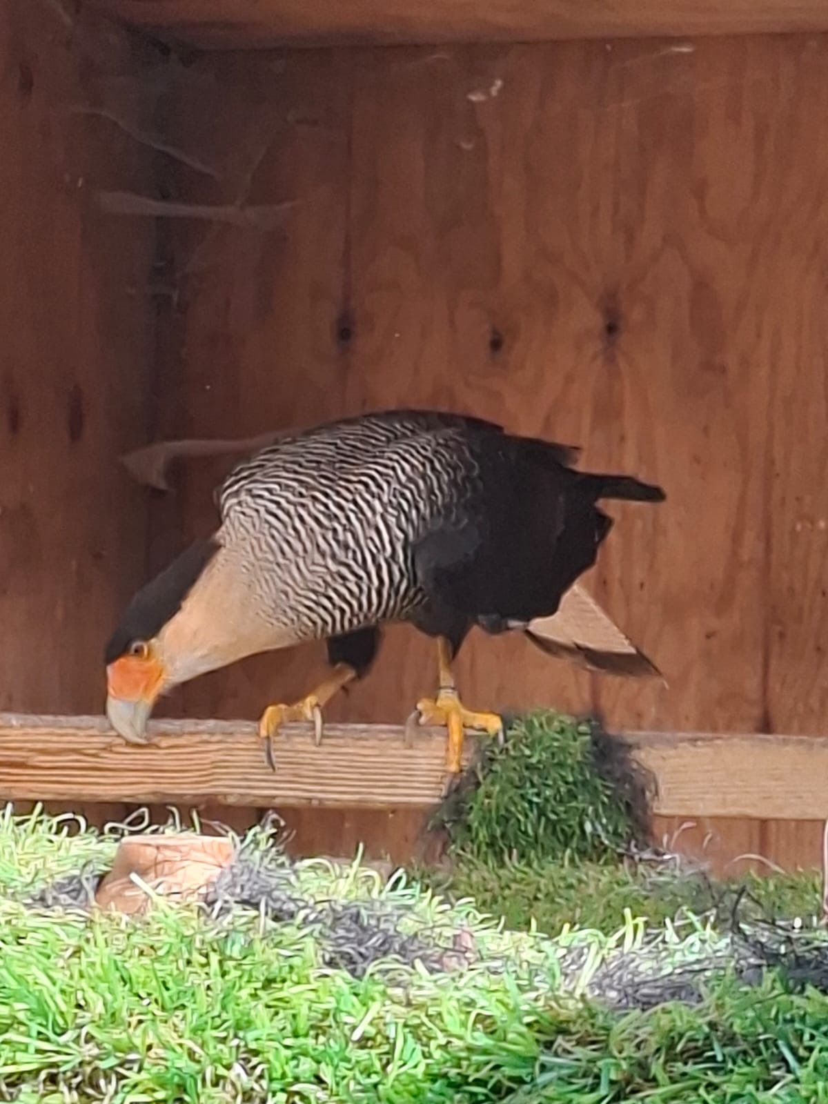 Falcons