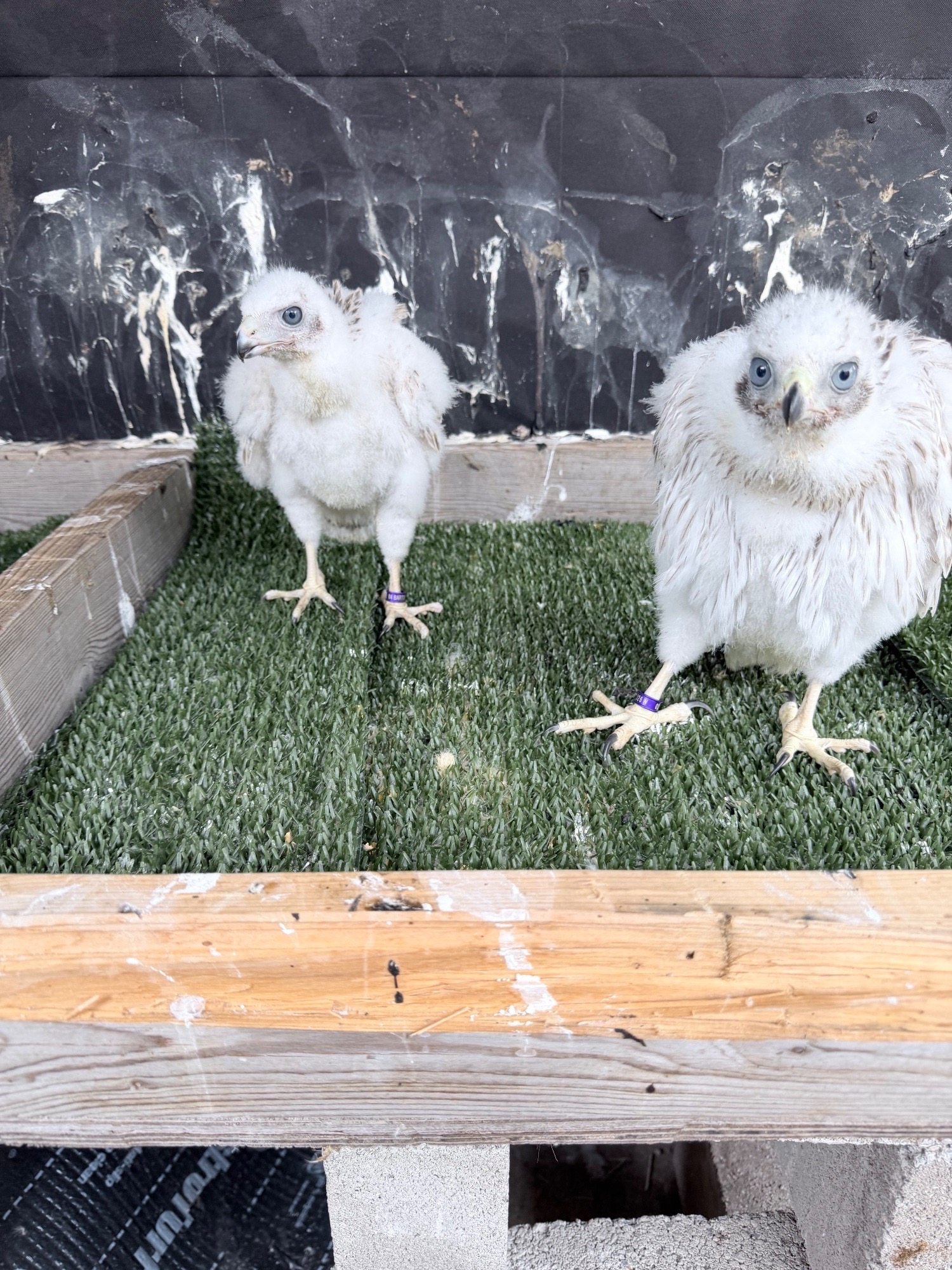 Pure Albidus Goshawk, white, male, imprinted ready now. in {LOCATION}