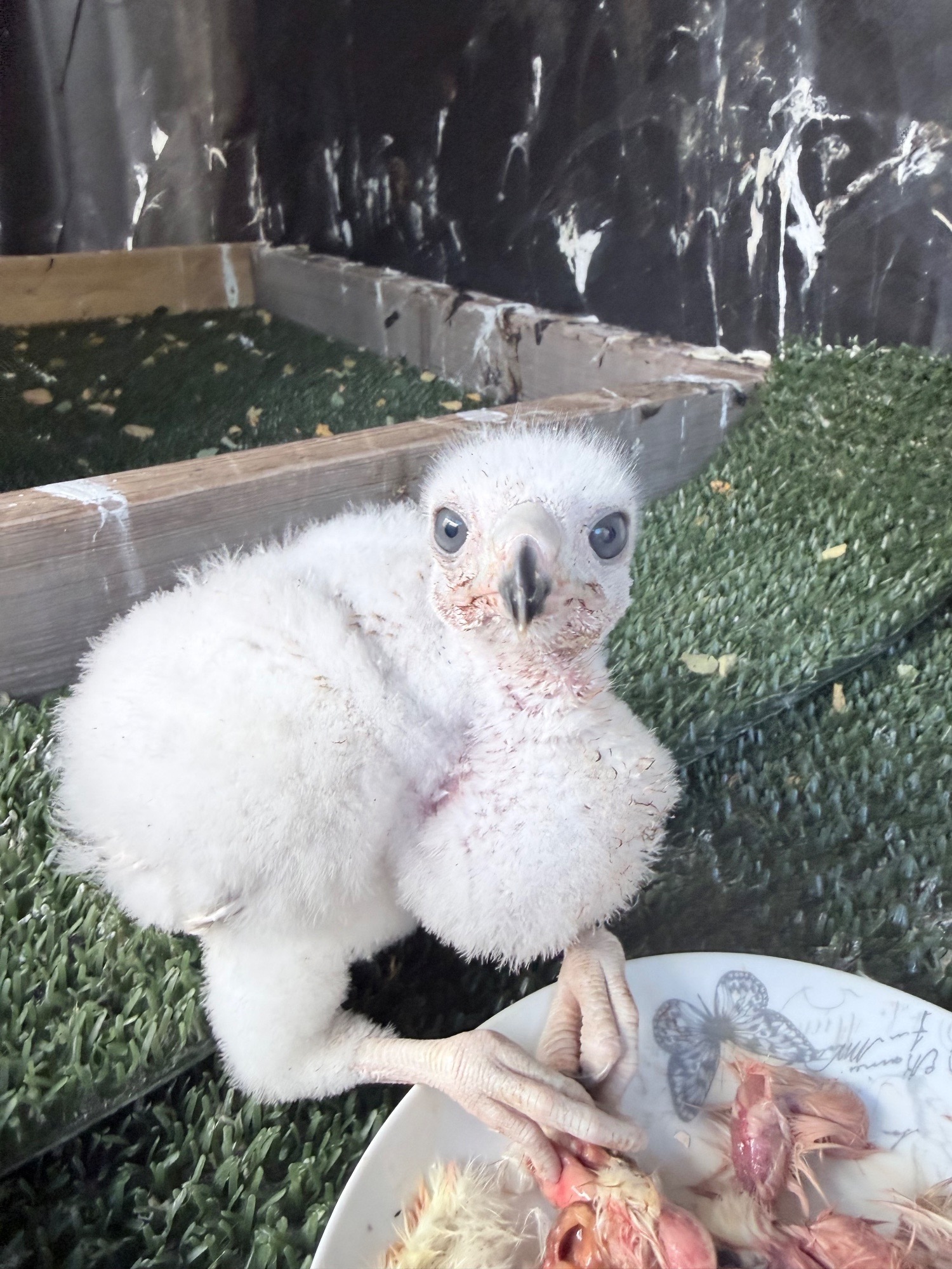 Pure Albidus Goshawk, white, male, imprinted ready now. - Hawks