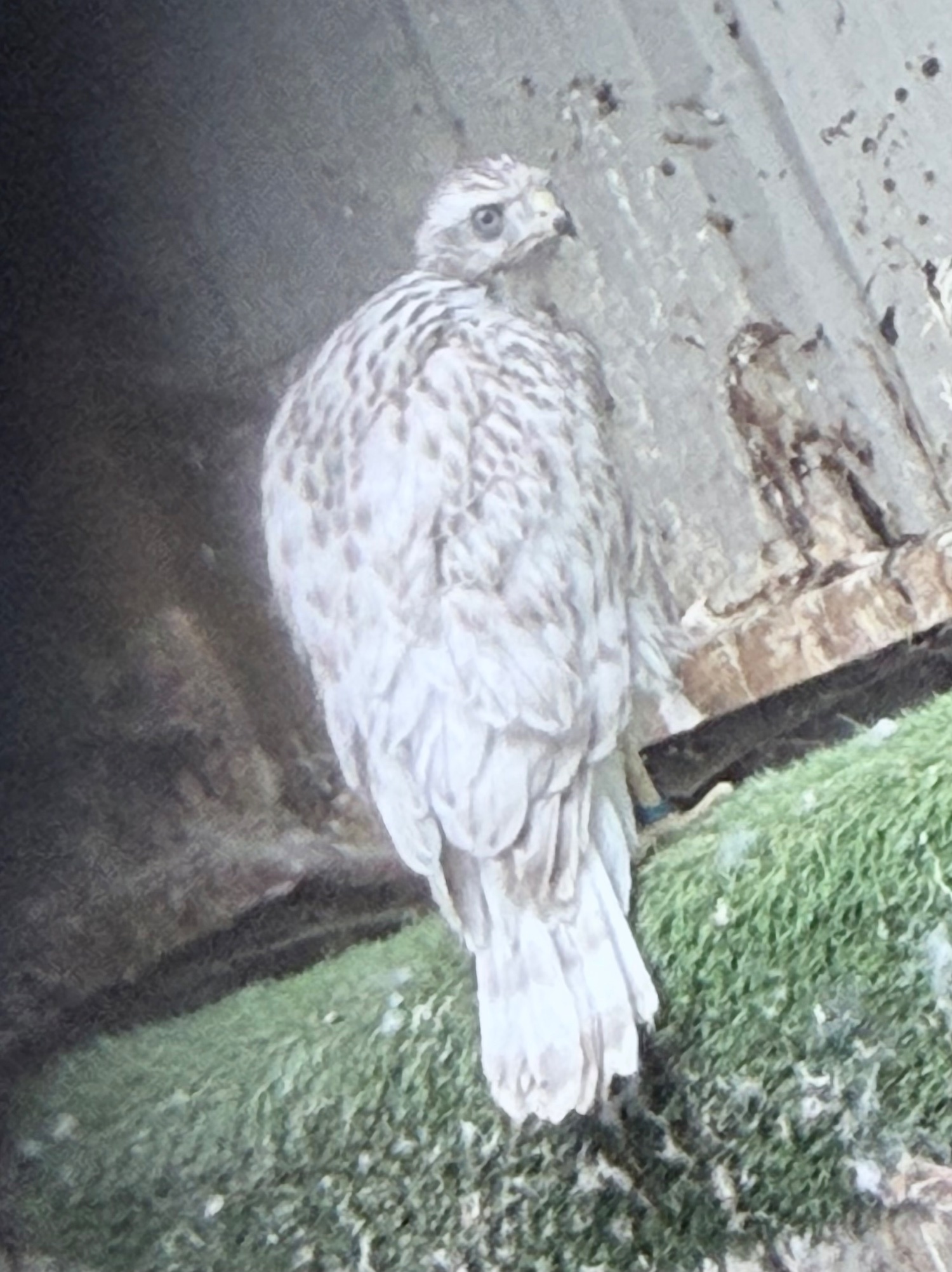 Hawks - Pure Albidus Goshawk, white, male, parent reared, ready now.