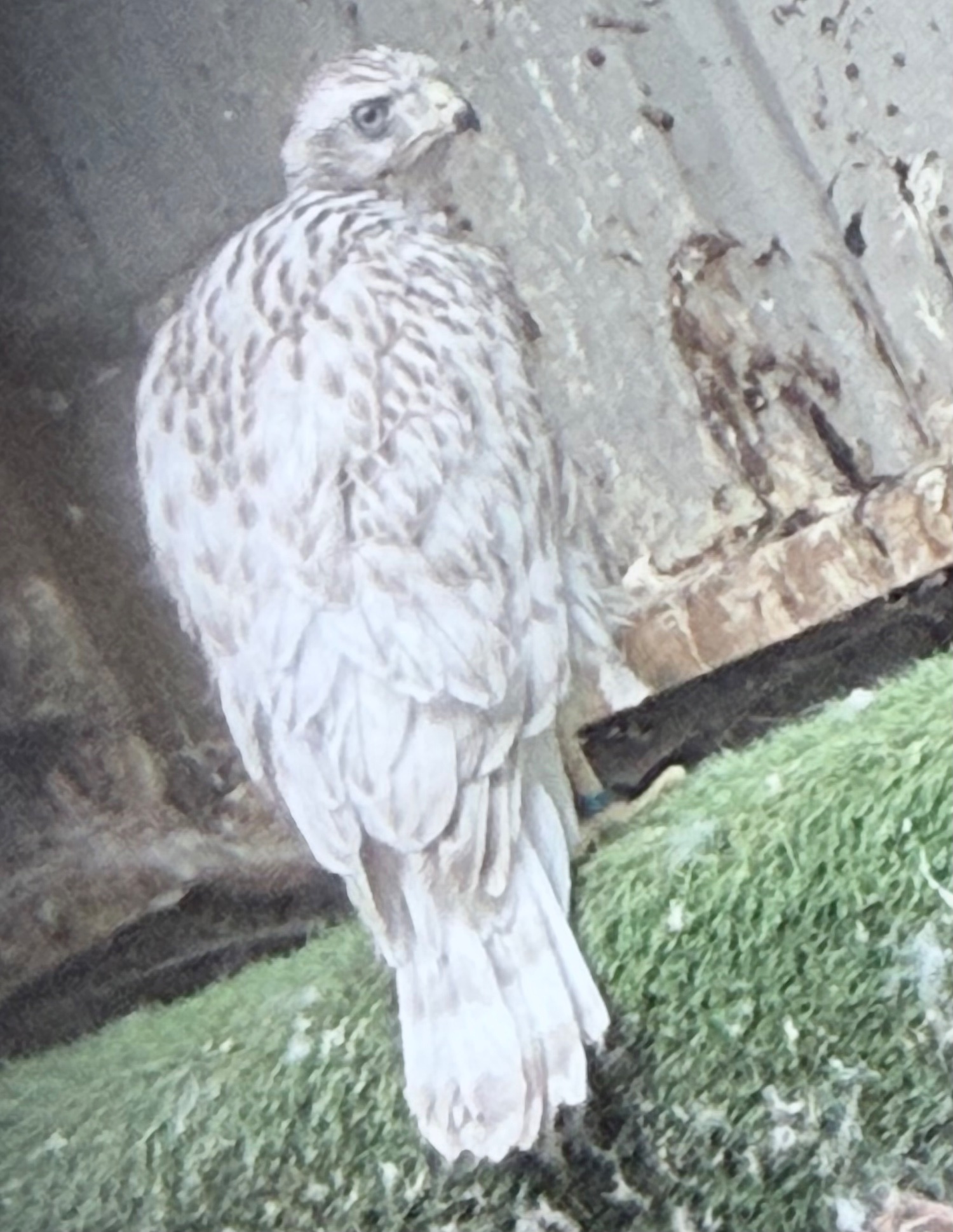 Pure Albidus Goshawk, white, male, parent reared, ready now. - Hawks