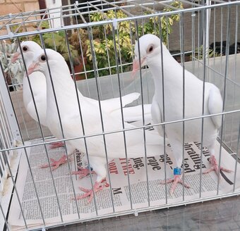 Quality White racing pigeons babies with 2026 rings ready to go