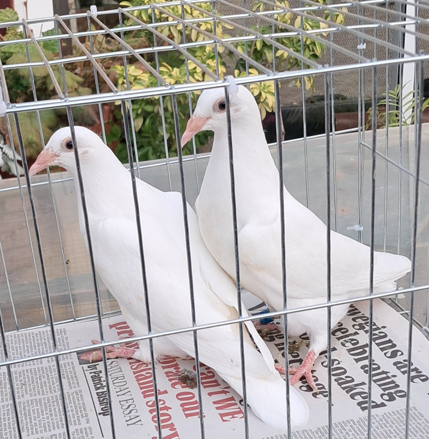 Pigeons