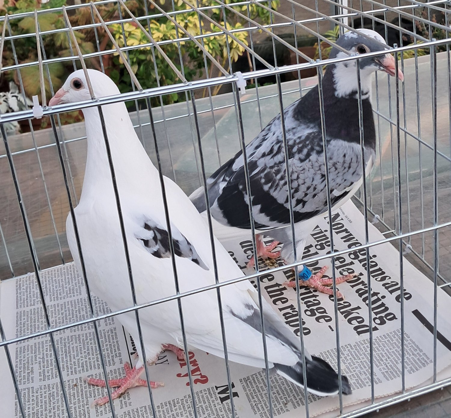 Pigeons - {TYPE}