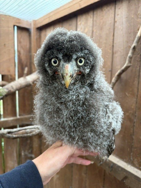 2026 owls for sale in {LOCATION}
