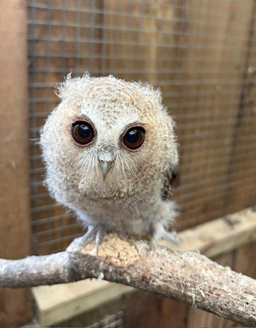 Owls