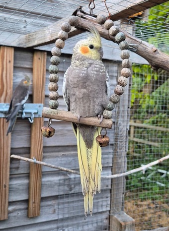 Beautiful Baby Cockatiels - 10-12 Weeks Old
