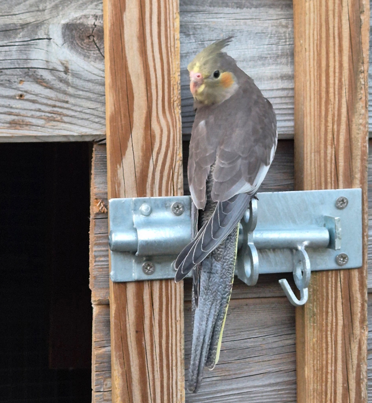 Cockatiels