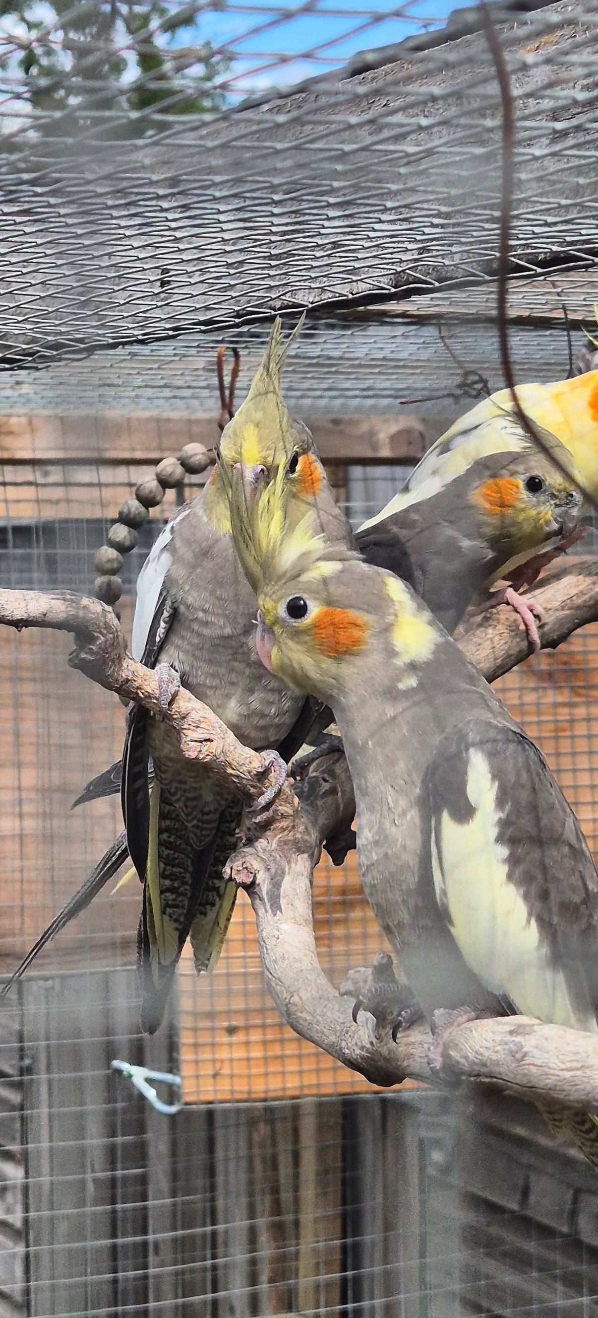 Cockatiels - Beautiful Baby Cockatiels - 10-12 Weeks Old
