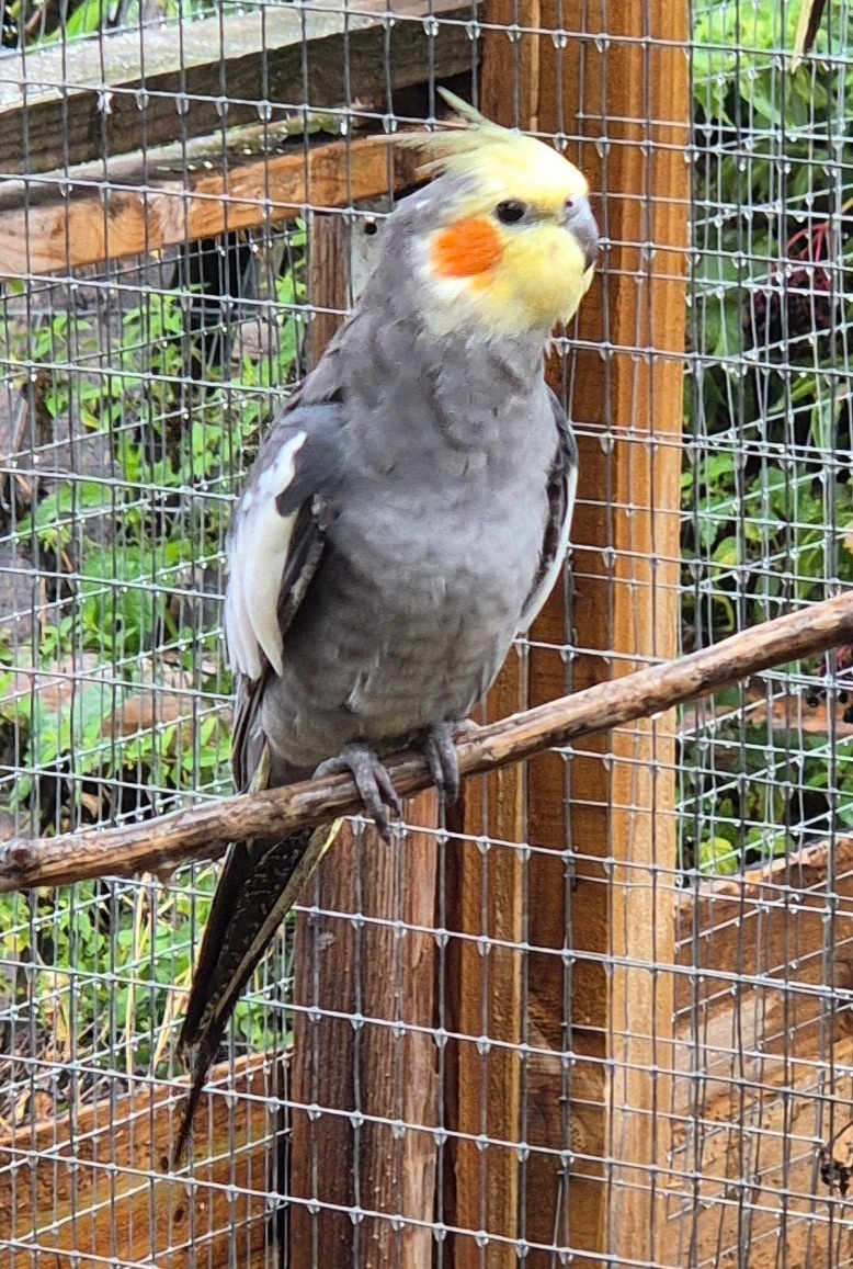 Beautiful Baby Cockatiels - 10-12 Weeks Old - Cockatiels
