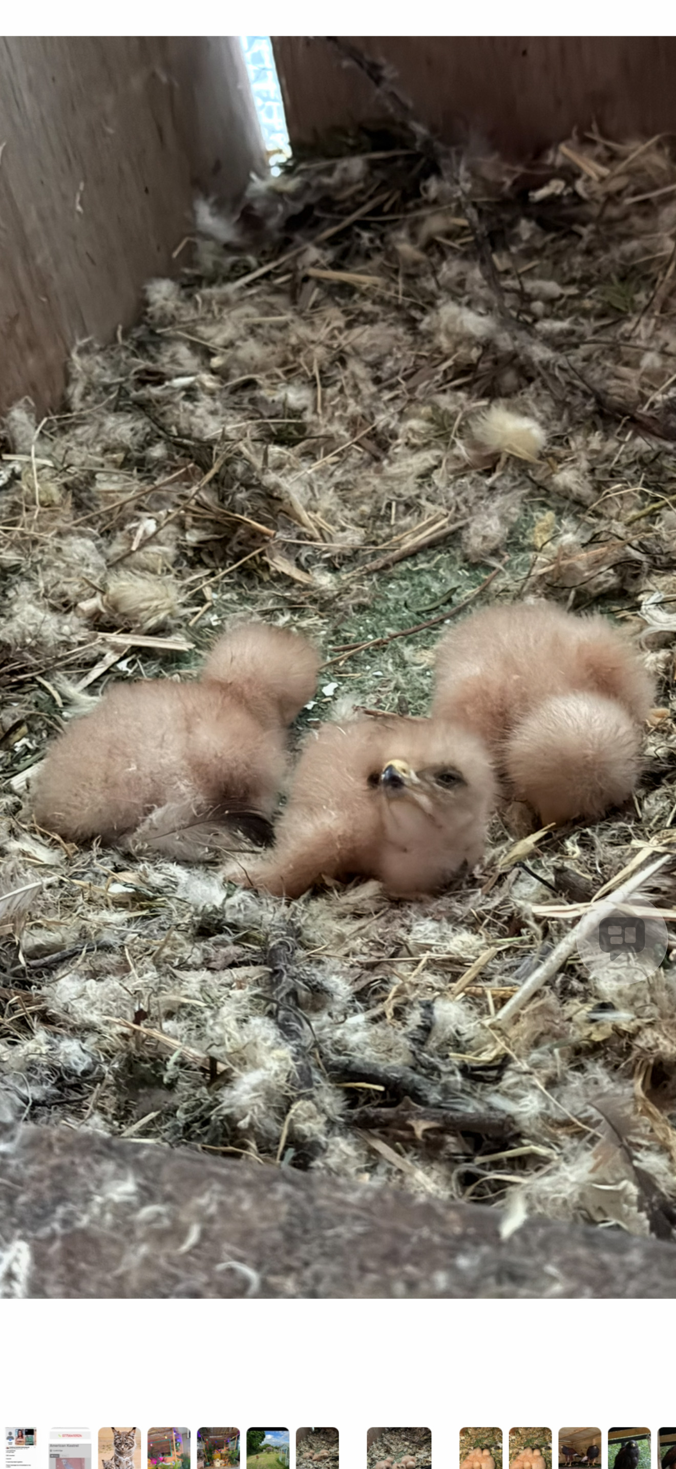 Breading pair Harris Hawks in {LOCATION}