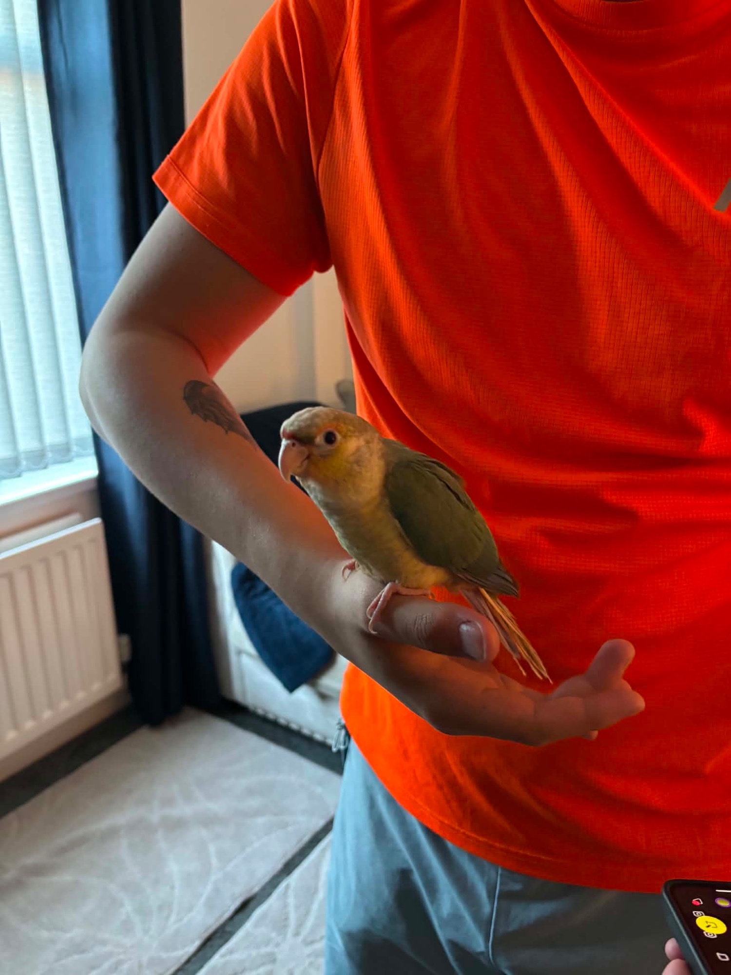 Green cheek conure for sale comes with cage, food, toys, treats ect in {LOCATION}