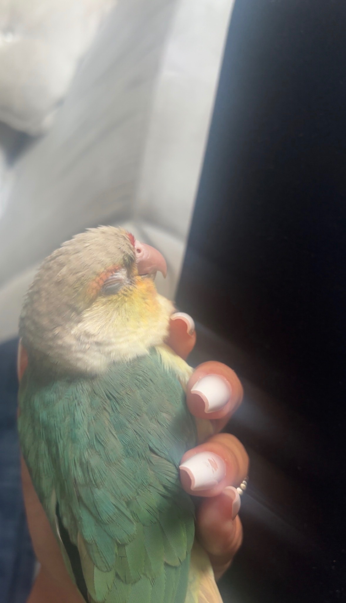 Conures