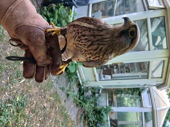 kestrel 2 years 