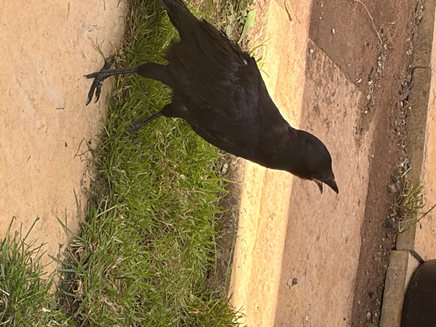 Crows