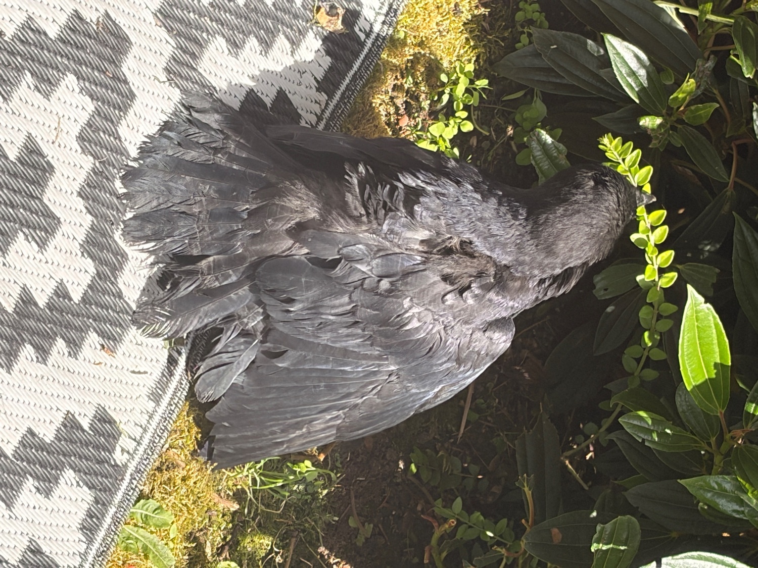 Crows - Beautiful hand reared baby rook with large cage , eating healthy trying to tell 