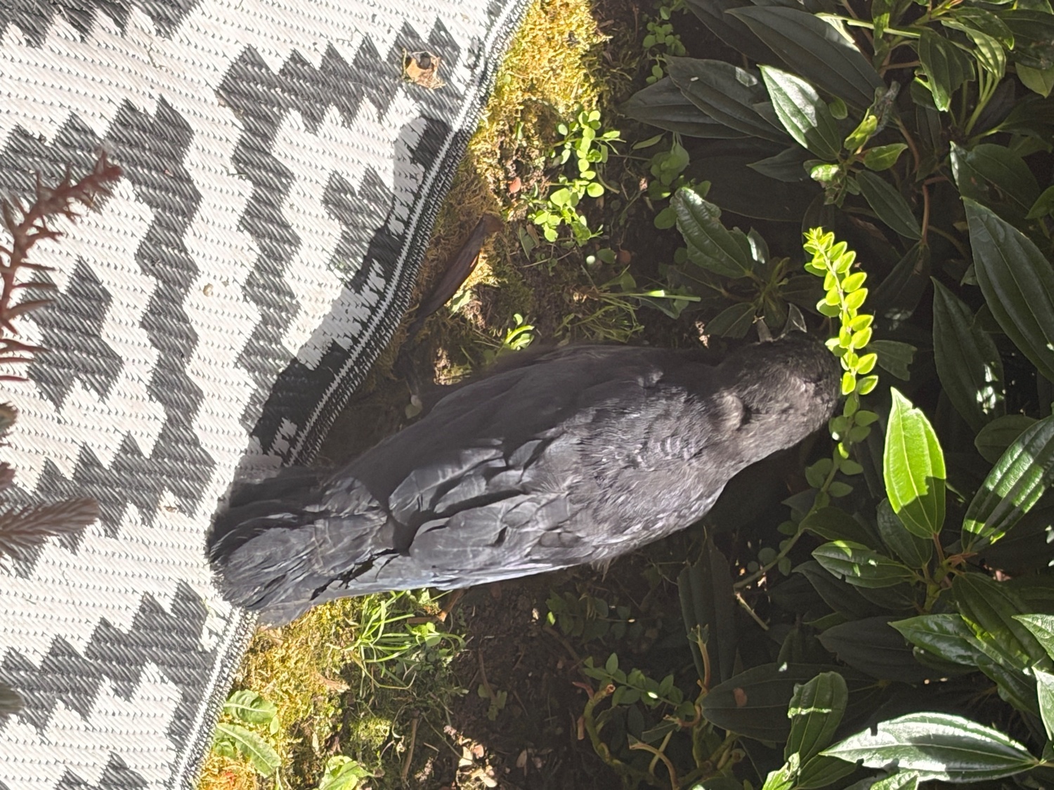 Beautiful hand reared baby rook with large cage , eating healthy trying to tell  - Crows